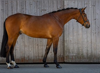 German Sport Horse, Gelding, 5 years, 16.2 hh, Brown