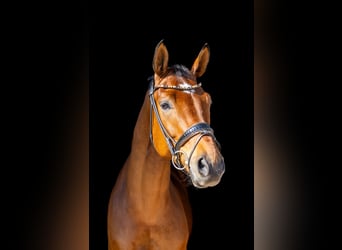 German Sport Horse, Gelding, 5 years, 16.2 hh, Brown