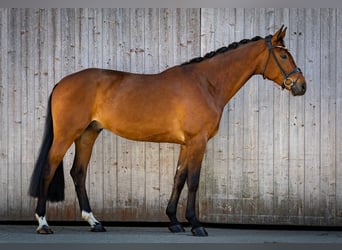 German Sport Horse, Gelding, 5 years, 16.2 hh, Brown