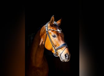 German Sport Horse, Gelding, 5 years, 16.2 hh, Brown