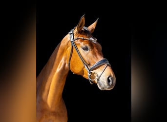 German Sport Horse, Gelding, 5 years, 16.2 hh, Brown