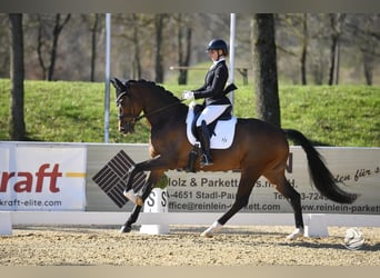 German Sport Horse, Gelding, 5 years, 16.2 hh, Brown