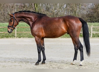 German Sport Horse, Gelding, 5 years, 16.2 hh, Brown