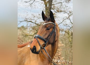 German Sport Horse, Gelding, 5 years, 16,2 hh, Brown