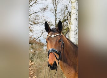 German Sport Horse, Gelding, 5 years, 16,2 hh, Brown