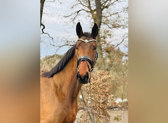 German Sport Horse, Gelding, 5 years, 16,2 hh, Brown