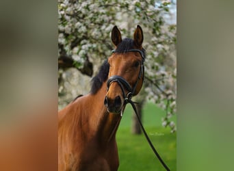 German Sport Horse, Gelding, 5 years, 16.2 hh, Brown