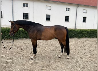 German Sport Horse, Gelding, 5 years, 16.2 hh, Brown