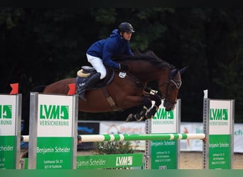 Deutsches Sportpferd, Wallach, 5 Jahre, 16,2 hh, Brauner