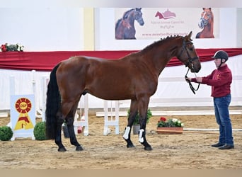 German Sport Horse, Gelding, 5 years, 16.2 hh, Brown