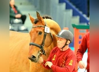 German Sport Horse, Gelding, 5 years, 16.2 hh, Brown