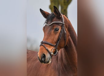 German Sport Horse, Gelding, 5 years, 16.2 hh, Brown