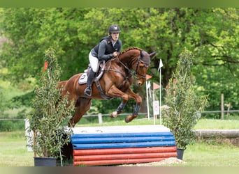 German Sport Horse, Gelding, 5 years, 16.2 hh, Chestnut-Red