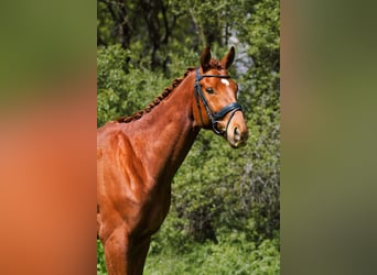 German Sport Horse, Gelding, 5 years, 16.2 hh, Chestnut-Red
