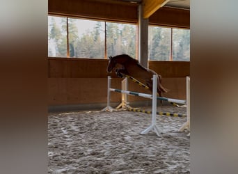 German Sport Horse, Gelding, 5 years, 16,2 hh, Chestnut-Red