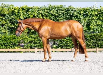 German Sport Horse, Gelding, 5 years, 16.2 hh, Chestnut-Red