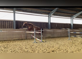 German Sport Horse, Gelding, 5 years, 16,2 hh, Chestnut-Red