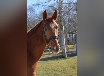 German Sport Horse, Gelding, 5 years, 16.2 hh, Chestnut