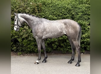 German Sport Horse, Gelding, 5 years, 16.2 hh, Grey-Dapple
