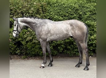 German Sport Horse, Gelding, 5 years, 16.2 hh, Grey-Dapple