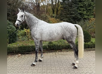 German Sport Horse, Gelding, 5 years, 16.2 hh, Grey-Dapple