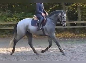 German Sport Horse, Gelding, 5 years, 16.2 hh, Grey-Dark-Tan