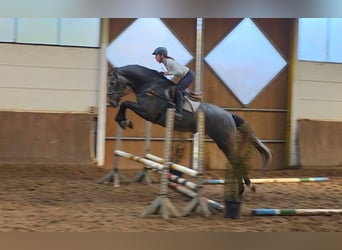 German Sport Horse, Gelding, 5 years, 16.2 hh, Grey-Dark-Tan