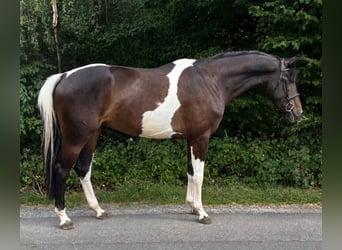German Sport Horse, Gelding, 5 years, 16.2 hh, Pinto