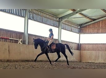 German Sport Horse, Gelding, 5 years, 16,2 hh, Smoky-Black