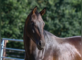 German Sport Horse, Gelding, 5 years, 16.3 hh, Bay-Dark