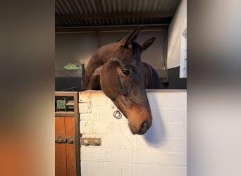 German Sport Horse, Gelding, 5 years, 16.3 hh, Bay-Dark