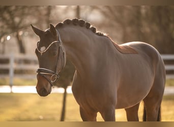 German Sport Horse, Gelding, 5 years, 16.3 hh, Bay-Dark