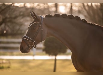 German Sport Horse, Gelding, 5 years, 16.3 hh, Bay-Dark