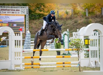 German Sport Horse, Gelding, 5 years, 16.3 hh, Bay-Dark