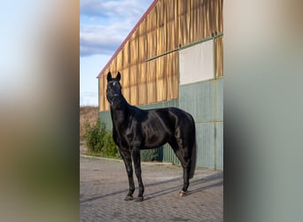 German Sport Horse, Gelding, 5 years, 16.3 hh, Black