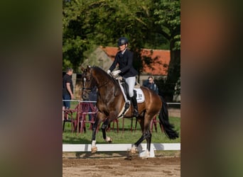 German Sport Horse, Gelding, 5 years, 16.3 hh, Brown
