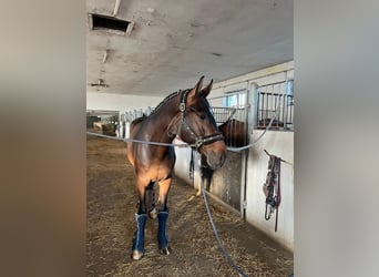 German Sport Horse, Gelding, 5 years, 16.3 hh, Brown