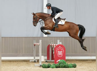 German Sport Horse, Gelding, 5 years, 16.3 hh, Brown
