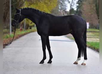 German Sport Horse, Gelding, 5 years, 16.3 hh, Smoky-Black