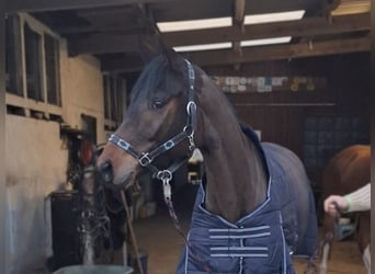 German Sport Horse, Gelding, 5 years, 16 hh, Bay-Dark