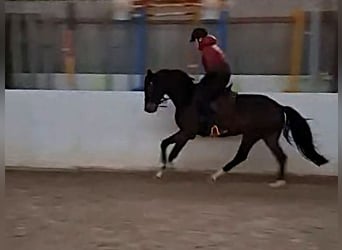 German Sport Horse, Gelding, 5 years, 16 hh, Bay-Dark