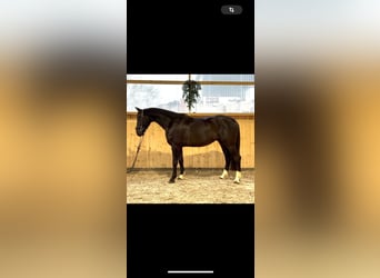 German Sport Horse, Gelding, 5 years, 16 hh, Black