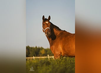 German Sport Horse, Gelding, 5 years, 16 hh, Brown