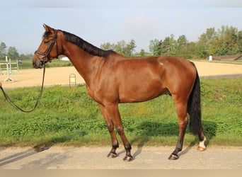 German Sport Horse, Gelding, 5 years, 16 hh, Brown