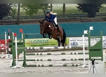 German Sport Horse, Gelding, 5 years, 16 hh, Brown