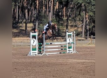 German Sport Horse, Gelding, 5 years, 16 hh, Brown