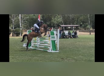 German Sport Horse, Gelding, 5 years, 16 hh, Brown