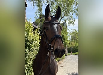 German Sport Horse, Gelding, 5 years, 16 hh, Brown