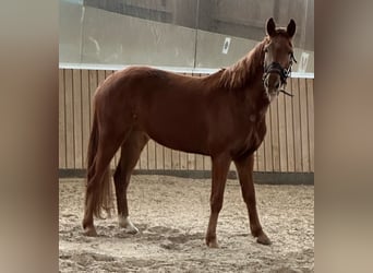 German Sport Horse, Gelding, 5 years, 16 hh, Chestnut-Red