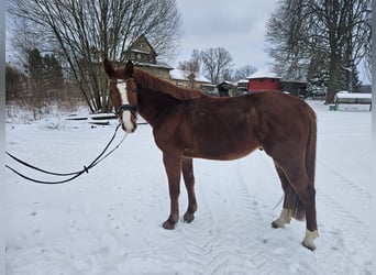 German Sport Horse, Gelding, 5 years, 16 hh, Chestnut-Red